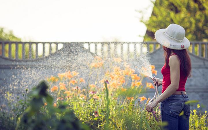 A woman in a hat facing away from the camera watering a garden